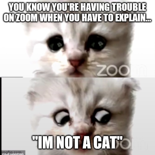 I'm not a cat | YOU KNOW YOU'RE HAVING TROUBLE ON ZOOM WHEN YOU HAVE TO EXPLAIN... "IM NOT A CAT" | image tagged in i'm not a cat | made w/ Imgflip meme maker