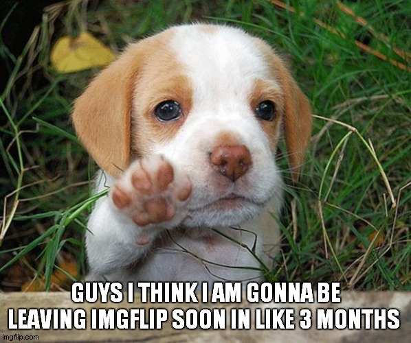dog puppy bye | GUYS I THINK I AM GONNA BE LEAVING IMGFLIP SOON IN LIKE 3 MONTHS | image tagged in dog puppy bye | made w/ Imgflip meme maker
