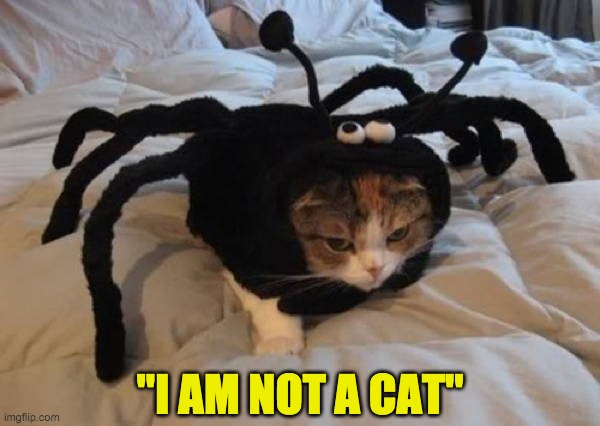 "I am not a cat" | "I AM NOT A CAT" | image tagged in cat | made w/ Imgflip meme maker