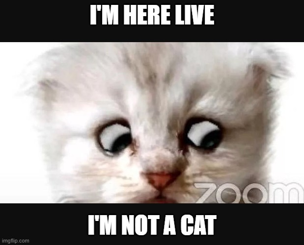 I'm not a cat | I'M HERE LIVE; I'M NOT A CAT | image tagged in cats | made w/ Imgflip meme maker
