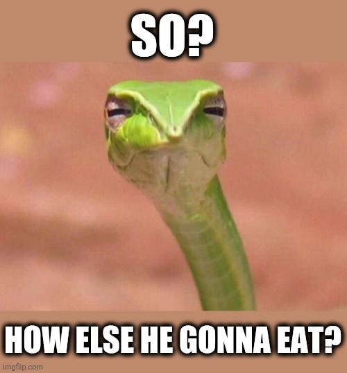 Skeptical snake | SO? HOW ELSE HE GONNA EAT? | image tagged in skeptical snake | made w/ Imgflip meme maker
