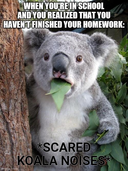 Thats gonna be a hard day | WHEN YOU'RE IN SCHOOL AND YOU REALIZED THAT YOU HAVEN'T FINISHED YOUR HOMEWORK:; *SCARED KOALA NOISES* | image tagged in memes,surprised koala | made w/ Imgflip meme maker
