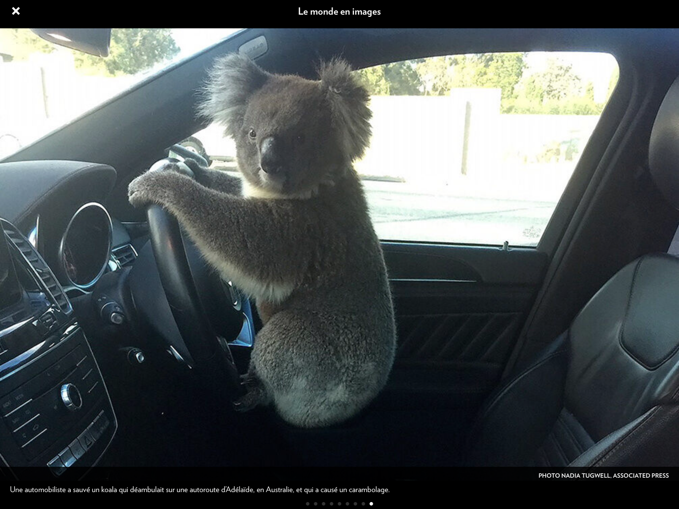 Koala driving Blank Meme Template