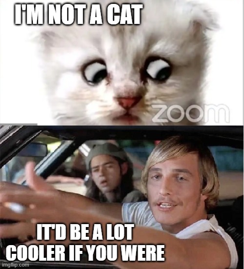 I'M NOT A CAT; IT'D BE A LOT COOLER IF YOU WERE | image tagged in cats,lawyer,matthew mcconaughey | made w/ Imgflip meme maker