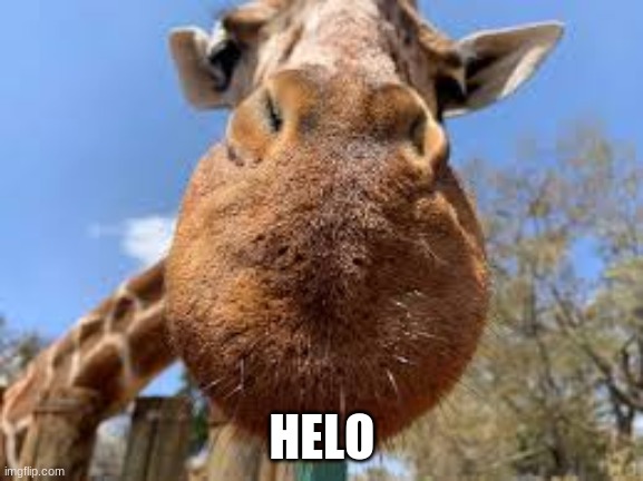 helo | HELO | image tagged in funny | made w/ Imgflip meme maker
