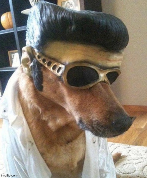 Elvis presdog | made w/ Imgflip meme maker