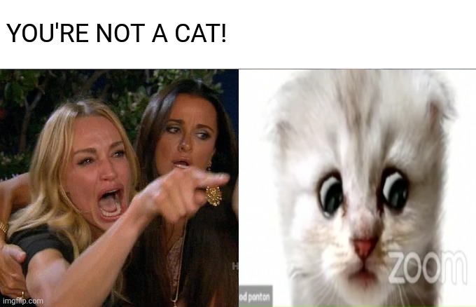 filtered out | YOU'RE NOT A CAT! | image tagged in woman yelling at cat,lawyer | made w/ Imgflip meme maker