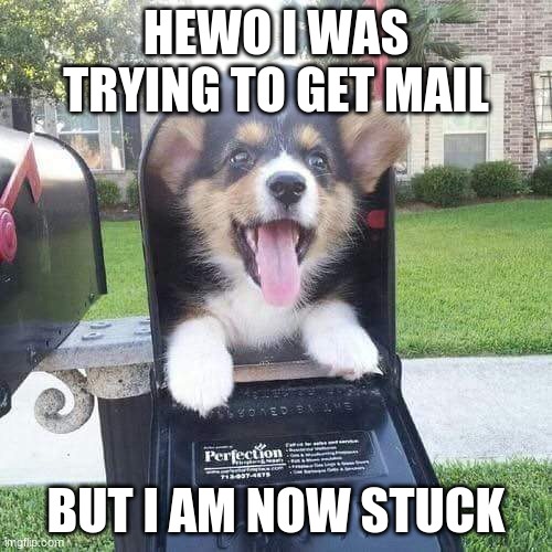 Cute doggo in mailbox |  HEWO I WAS TRYING TO GET MAIL; BUT I AM NOW STUCK | image tagged in cute doggo in mailbox | made w/ Imgflip meme maker