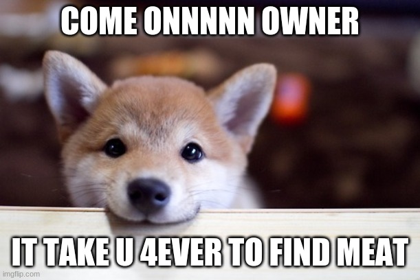 cute dog |  COME ONNNNN OWNER; IT TAKE U 4EVER TO FIND MEAT | image tagged in cute dog | made w/ Imgflip meme maker