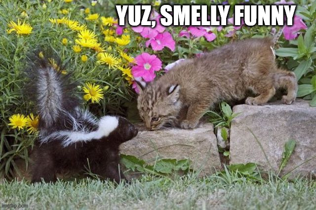 YUZ, SMELLY FUNNY | image tagged in cats | made w/ Imgflip meme maker