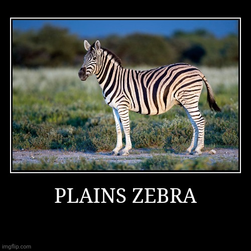 Plains Zebra | image tagged in demotivationals,zebra | made w/ Imgflip demotivational maker