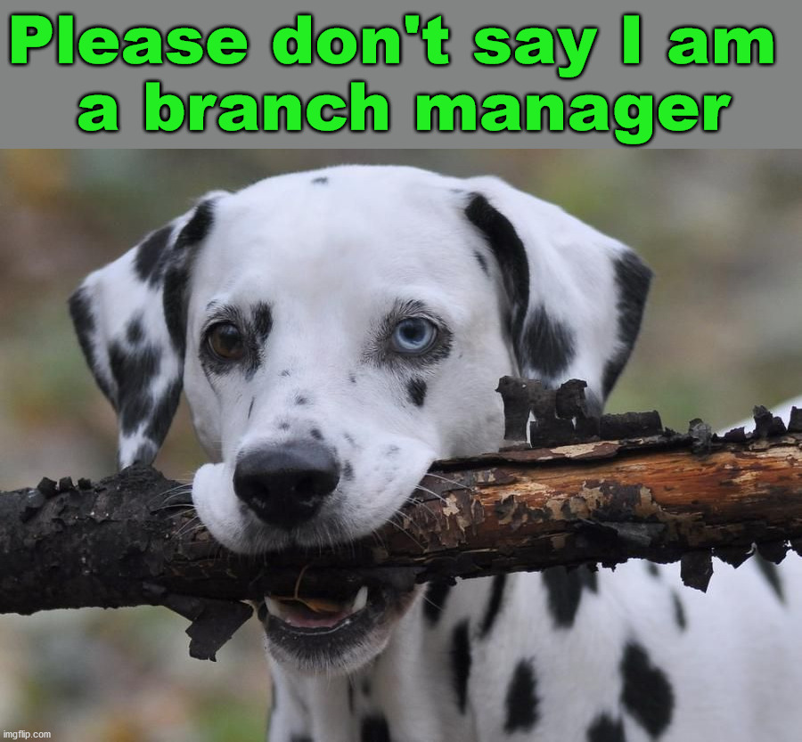 Please don't say I am 
a branch manager | image tagged in dogs | made w/ Imgflip meme maker