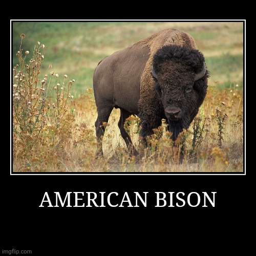 American Bison | image tagged in demotivationals,bison | made w/ Imgflip demotivational maker