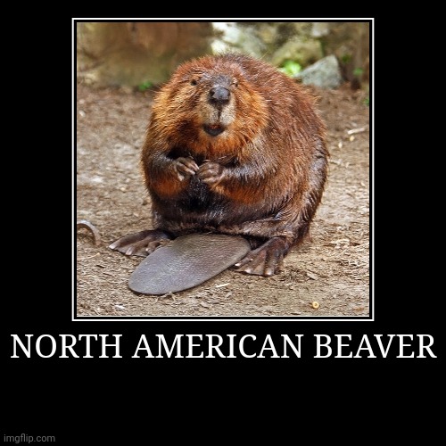 North American Beaver | NORTH AMERICAN BEAVER | | image tagged in demotivationals,beaver | made w/ Imgflip demotivational maker