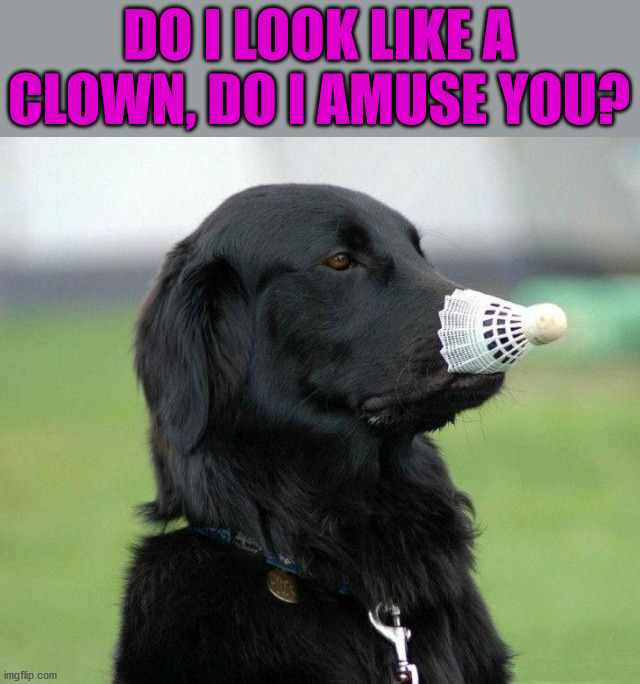 DO I LOOK LIKE A CLOWN, DO I AMUSE YOU? | image tagged in dogs | made w/ Imgflip meme maker