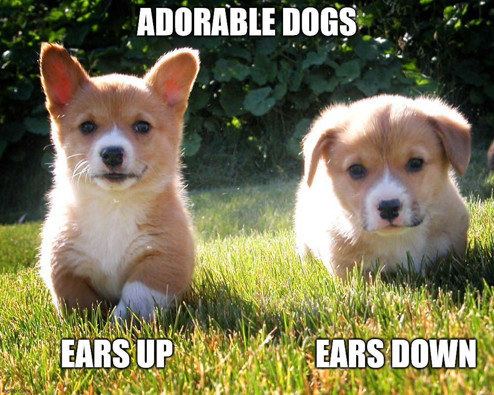 ADORABLE DOGS; EARS UP                       EARS DOWN | image tagged in dogs | made w/ Imgflip meme maker