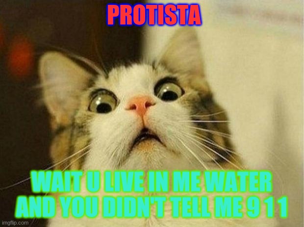 Scared Cat | PROTISTA; WAIT U LIVE IN ME WATER AND YOU DIDN'T TELL ME 9 1 1 | image tagged in memes,scared cat | made w/ Imgflip meme maker