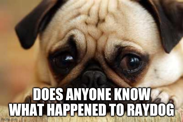where'd he go :((( | DOES ANYONE KNOW WHAT HAPPENED TO RAYDOG | image tagged in sad dog,raydog,sad | made w/ Imgflip meme maker