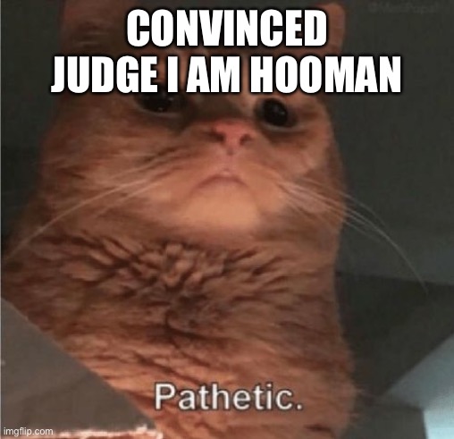 I am not a cat | CONVINCED JUDGE I AM HOOMAN | image tagged in pathetic cat | made w/ Imgflip meme maker