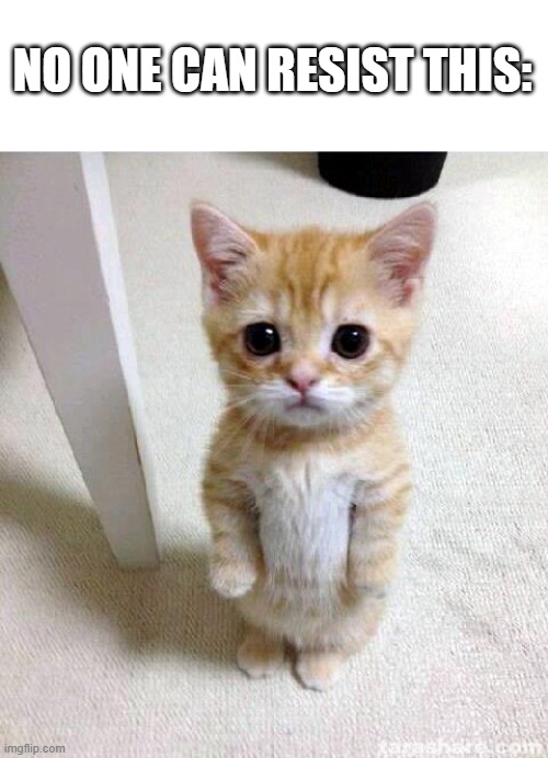 Cute CCCCAAAATTTTTTT | NO ONE CAN RESIST THIS: | image tagged in cute cat | made w/ Imgflip meme maker