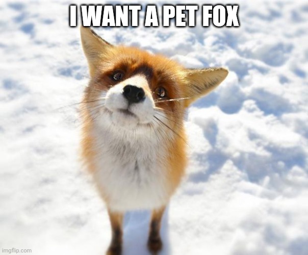 What Does The Fox Say? | I WANT A PET FOX | image tagged in what does the fox say | made w/ Imgflip meme maker
