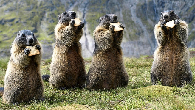 High Quality Marmot party Blank Meme Template