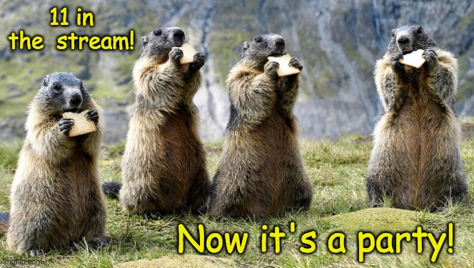 Rodent party time! | 11 in the  stream! Now it's a party! | image tagged in marmot party,rodents,party | made w/ Imgflip meme maker
