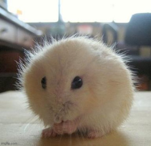 cute gerbil cutest animal | image tagged in cute gerbil cutest animal | made w/ Imgflip meme maker