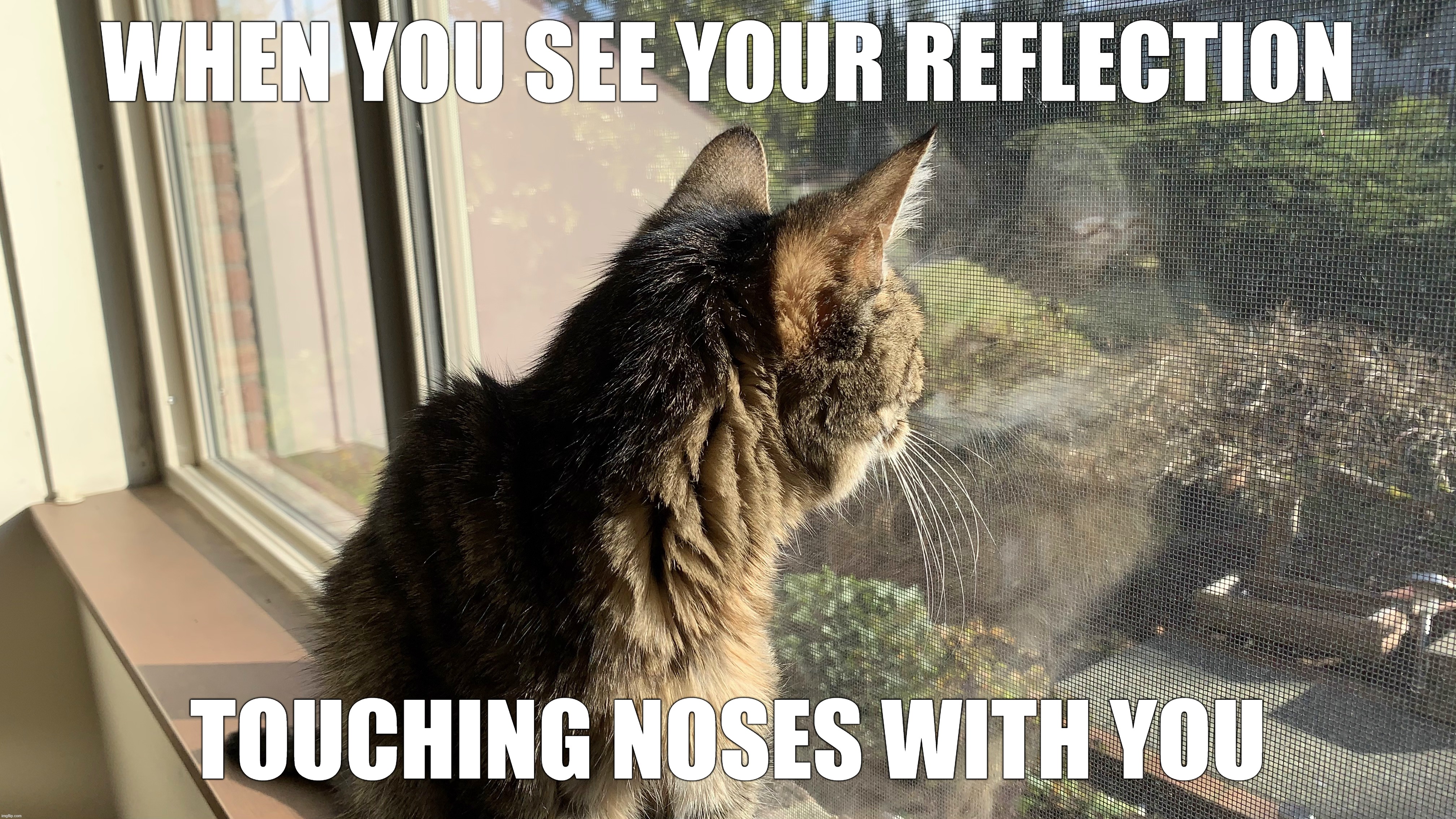 When you see your reflection... (9MP) | WHEN YOU SEE YOUR REFLECTION; TOUCHING NOSES WITH YOU | image tagged in cats,tabby cats | made w/ Imgflip meme maker