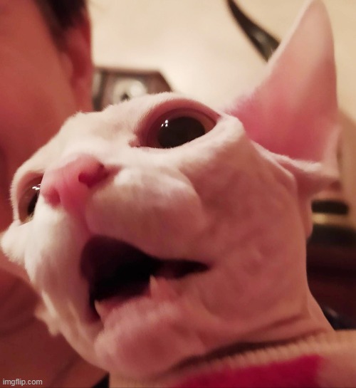 image tagged in furless cat gasp | made w/ Imgflip meme maker