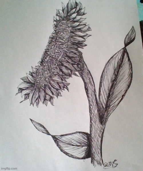 Meh sunflower | image tagged in sunflower,drawings,idk | made w/ Imgflip meme maker