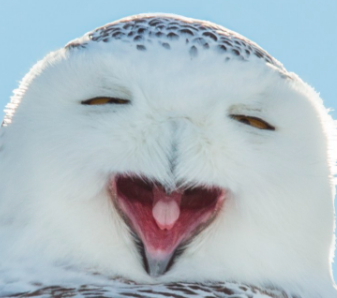 High Quality Dumb face owl Blank Meme Template