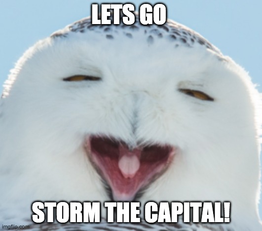 Y U SO DUMB??? | LETS GO; STORM THE CAPITAL! | image tagged in dumb face owl,capital,donald trump,protesters,stupid,life sucks | made w/ Imgflip meme maker