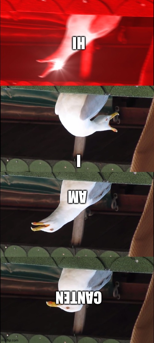 Just no | HI; I; AM; CANTEN | image tagged in memes,inhaling seagull | made w/ Imgflip meme maker