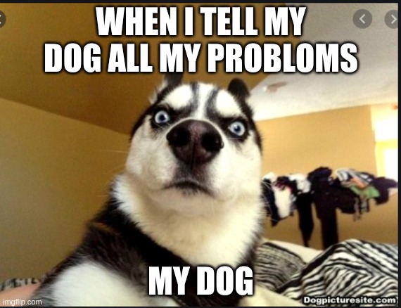 confused dog | WHEN I TELL MY DOG ALL MY PROBLOMS; MY DOG | image tagged in dog memes | made w/ Imgflip meme maker