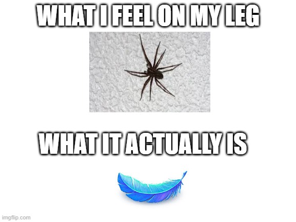 AAAAA | WHAT I FEEL ON MY LEG; WHAT IT ACTUALLY IS | image tagged in blank white template,memes,spiders,feathers,relatable | made w/ Imgflip meme maker