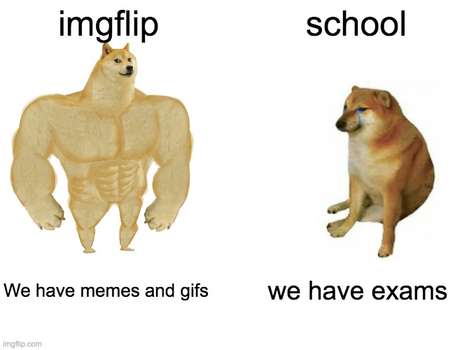 Buff Doge vs. Cheems | imgflip; school; We have memes and gifs; we have exams | image tagged in memes,buff doge vs cheems | made w/ Imgflip meme maker