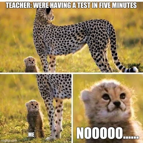 Cheetah Mom with Scared Cub | TEACHER: WERE HAVING A TEST IN FIVE MINUTES; NOOOOO...... ME | image tagged in cheetah mom with scared cub | made w/ Imgflip meme maker