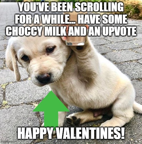 Happy Valentines (upvote tag is supposed to be for the upvote I gave you) | YOU'VE BEEN SCROLLING FOR A WHILE... HAVE SOME CHOCCY MILK AND AN UPVOTE; HAPPY VALENTINES! | image tagged in cute dog,upvote,choccy milk | made w/ Imgflip meme maker