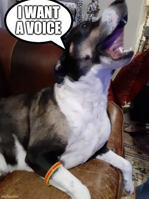 If dogs had a voice | I WANT A VOICE | image tagged in dogs | made w/ Imgflip meme maker