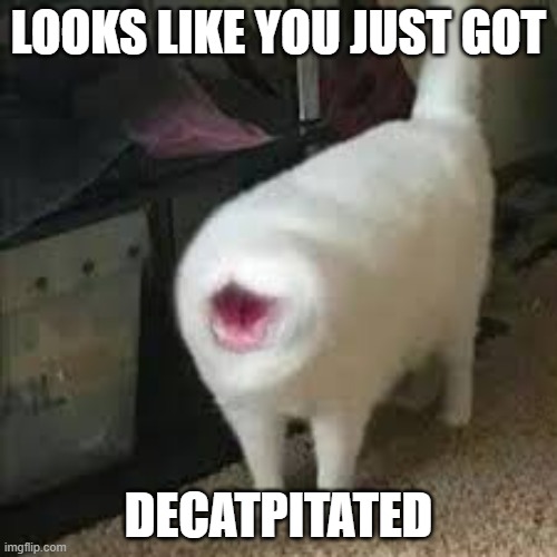 LOOKS LIKE YOU JUST GOT; DECATPITATED | image tagged in cat pun,cat fun | made w/ Imgflip meme maker