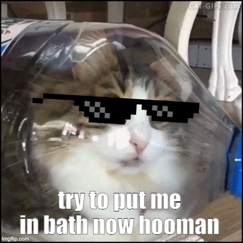 Cat in bottle | try to put me in bath now hooman | image tagged in cat in bottle | made w/ Imgflip meme maker