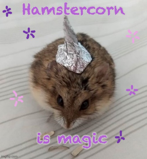 Make a wish, kid | Hamstercorn; is magic | image tagged in hamster,rodent,cute,magic | made w/ Imgflip meme maker
