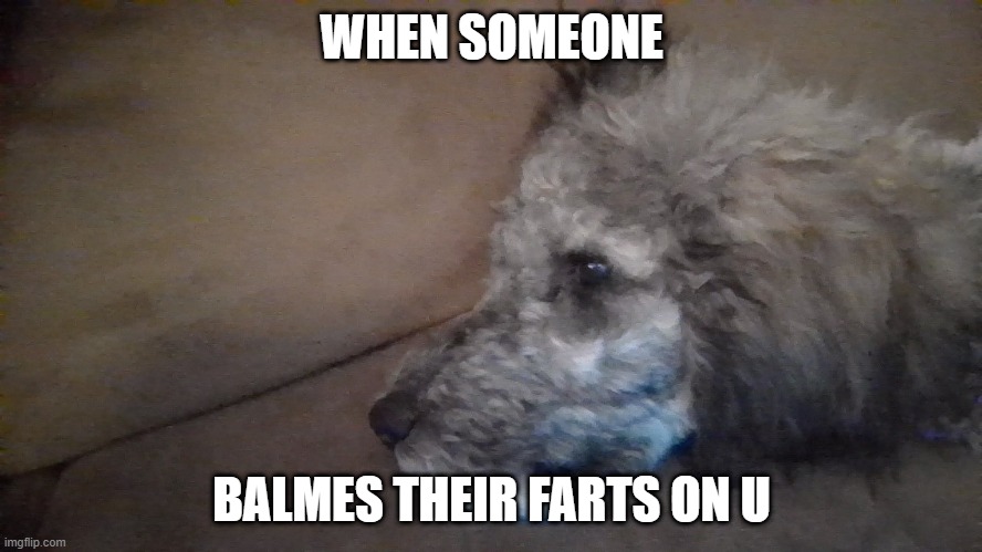 Melencholy Pupper | WHEN SOMEONE; BALMES THEIR FARTS ON U | image tagged in melencholy pupper | made w/ Imgflip meme maker