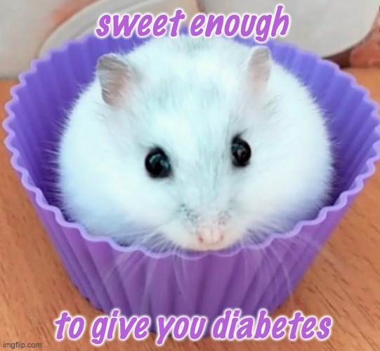 Hooman! Do not eat! I belong in the Rodents Stream! | sweet enough; to give you diabetes | image tagged in hamster cupcake,hamster,rodent,cute | made w/ Imgflip meme maker