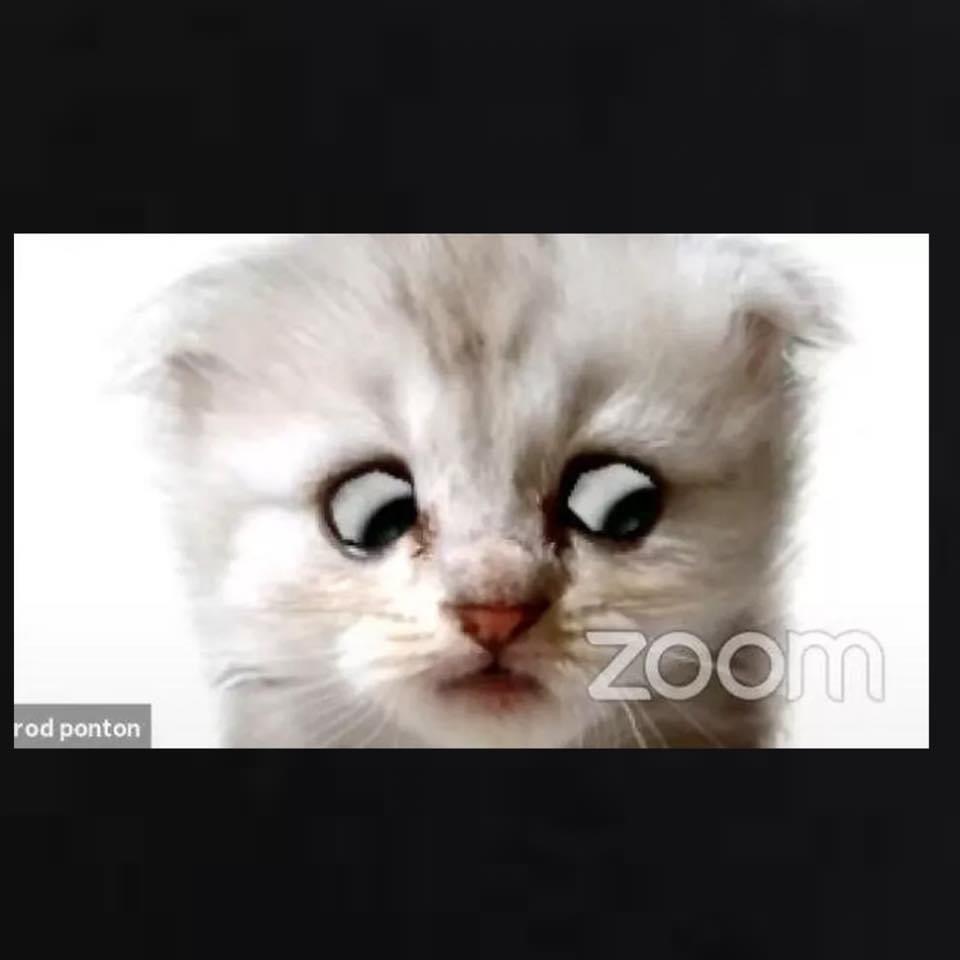 Zoom court kitten Blank Meme Template