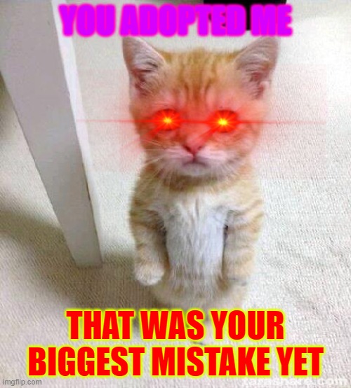 Cute Cat Meme | YOU ADOPTED ME; THAT WAS YOUR BIGGEST MISTAKE YET | image tagged in memes,cute cat | made w/ Imgflip meme maker