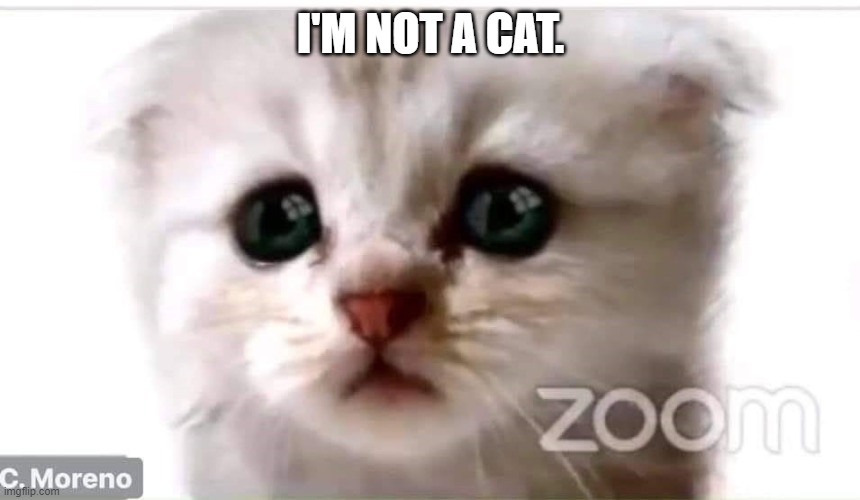 I'm not a cat. | I'M NOT A CAT. | image tagged in cat | made w/ Imgflip meme maker