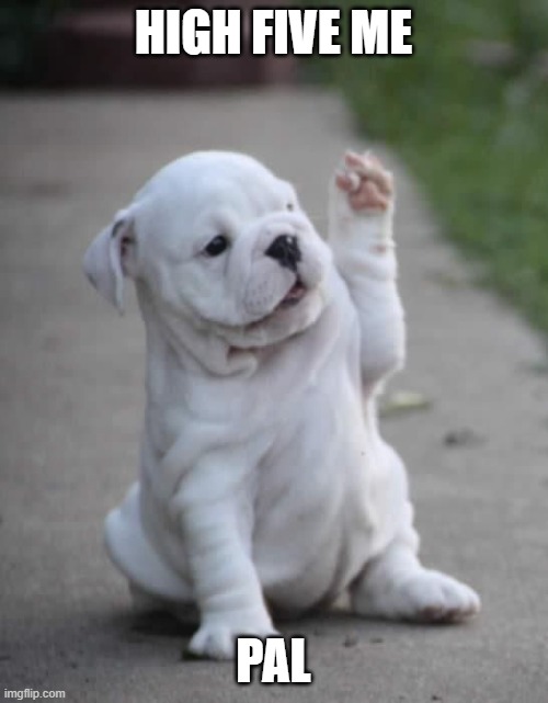 Puppy High Five  | HIGH FIVE ME PAL | image tagged in puppy high five | made w/ Imgflip meme maker