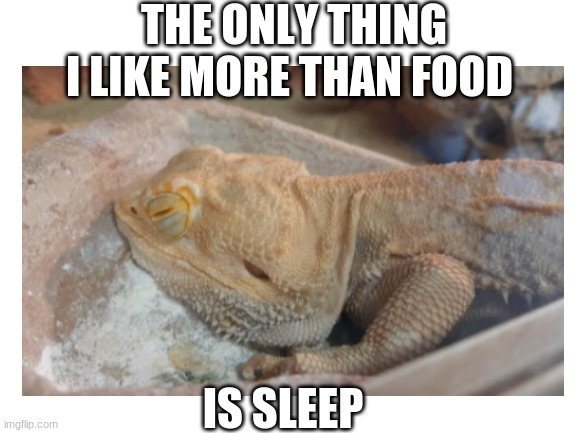 its true | THE ONLY THING I LIKE MORE THAN FOOD; IS SLEEP | image tagged in bearded dragon | made w/ Imgflip meme maker